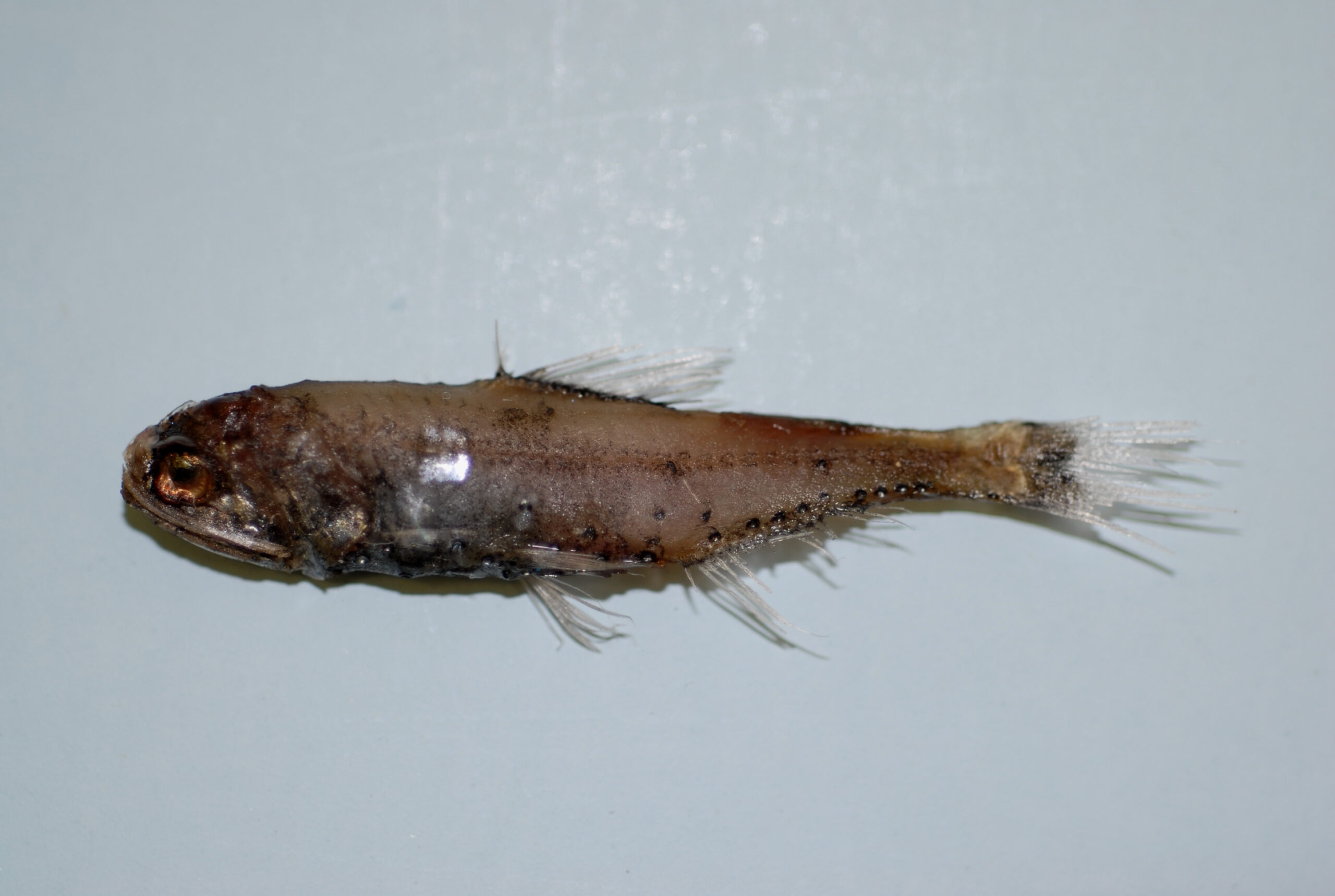 Pez linterna Diaphus splendidus: imagen ilustrativa de archivo, ajena a los ejemplares del estudio.