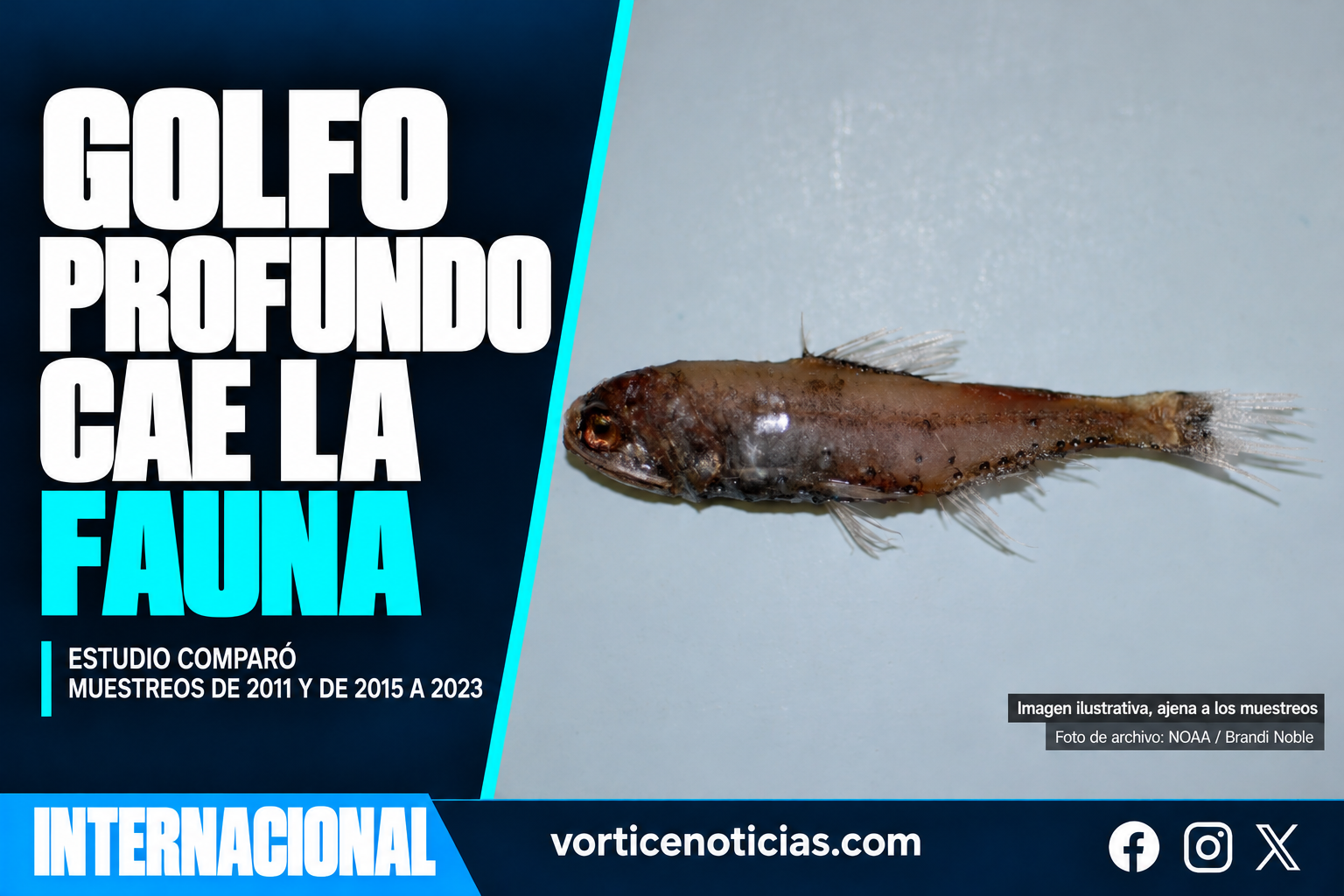 Estudio del Golfo profundo: disminución de fauna en los muestreos comparados.