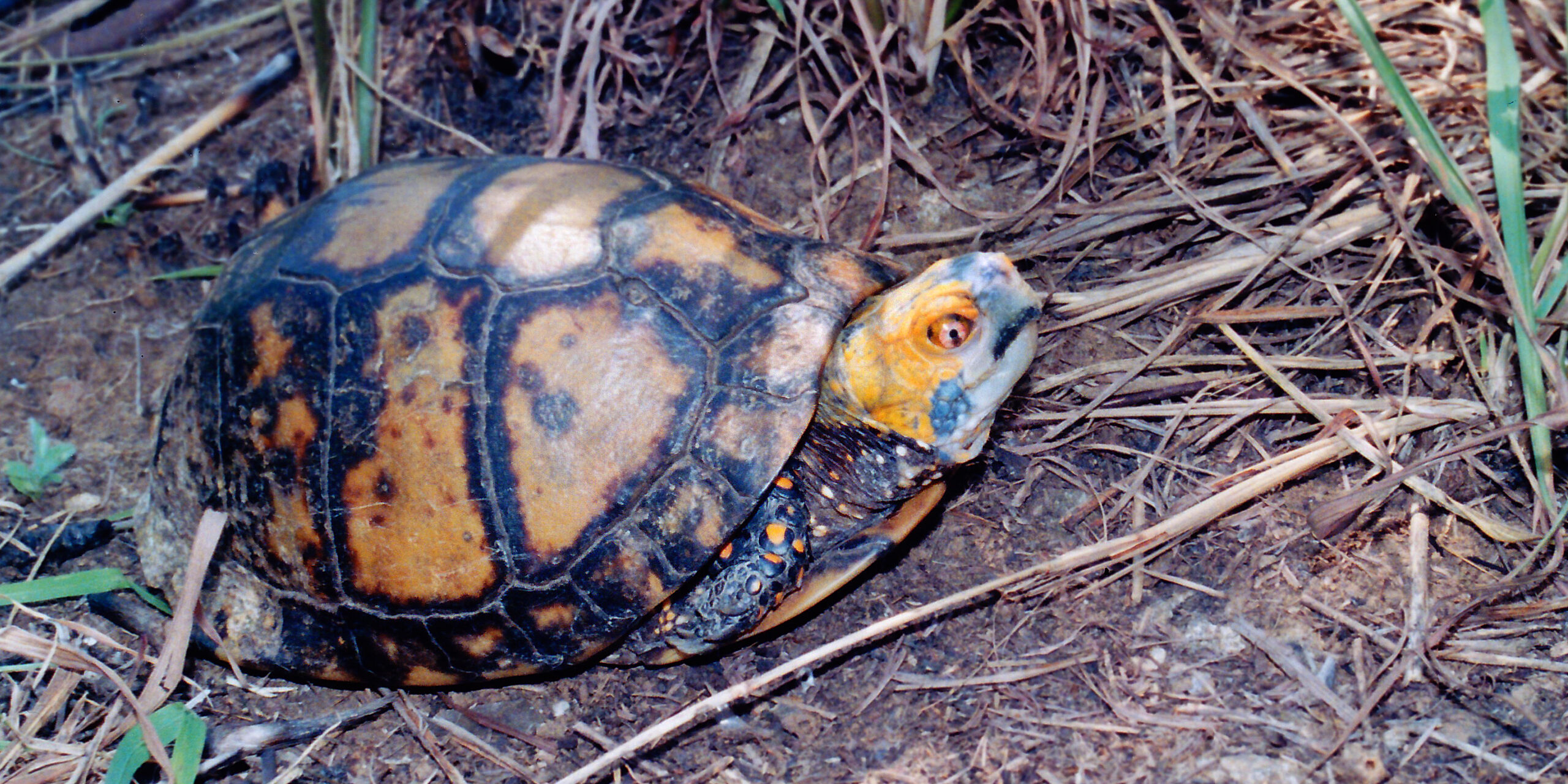 Tortuga de caja mexicana fotografiada por William L. Farr en Tamaulipas en 2005; imagen de archivo