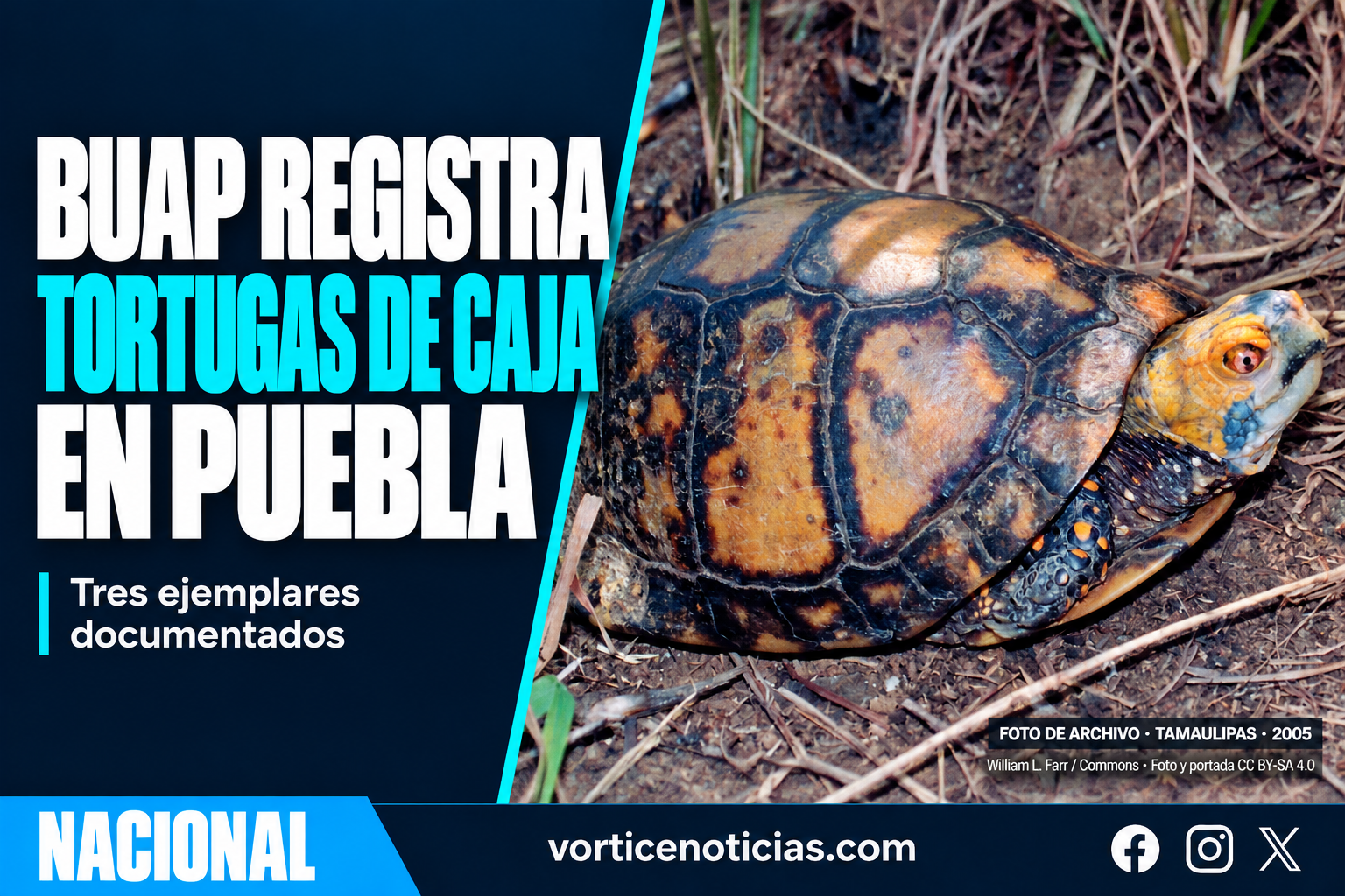 Portada Vórtice sobre registros de tortuga de caja en Puebla; fotografía de archivo de Tamaulipas, 2005